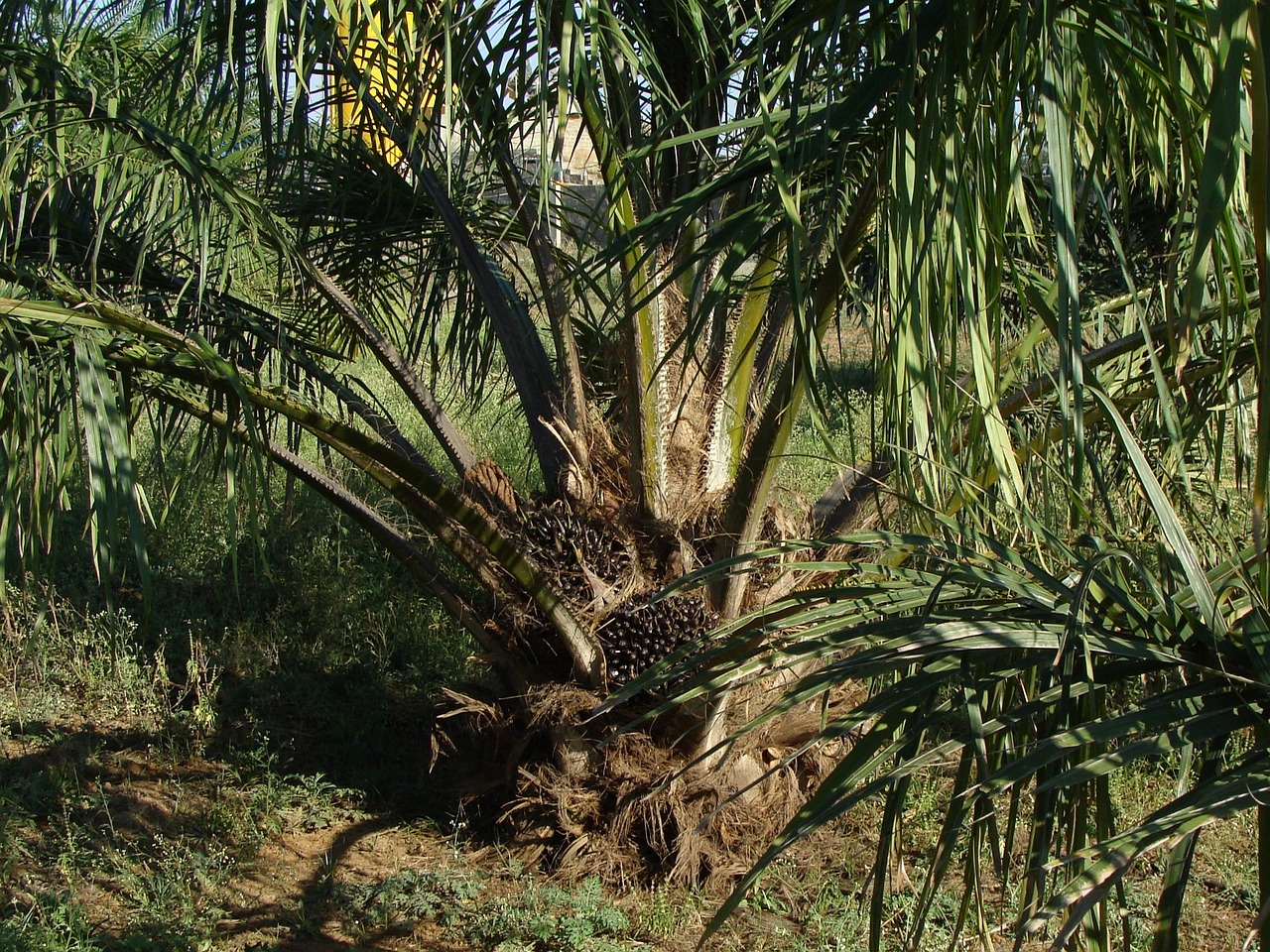 oil-palm-287902_1280